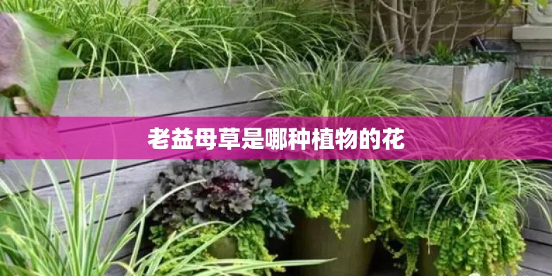 老益母草是哪种植物的花