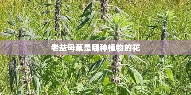 老益母草是哪种植物的花
