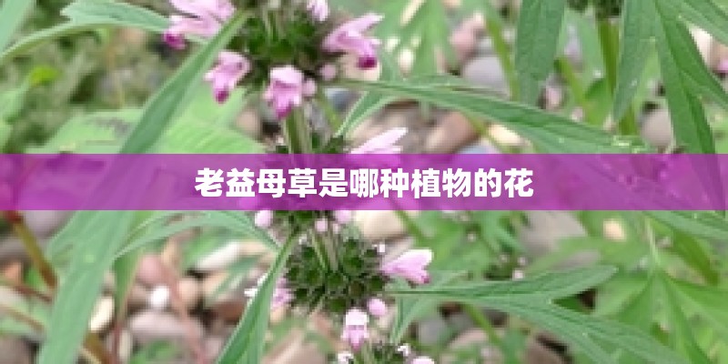 老益母草是哪种植物的花