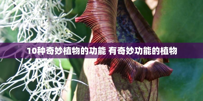 华为鸿蒙最纯正概念股_1