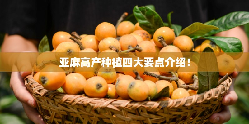亚麻高产种植四大要点介绍！