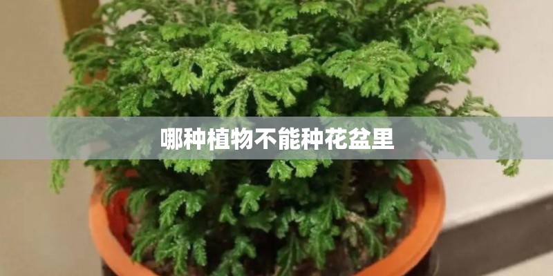 华为鸿蒙最纯正概念股_1
