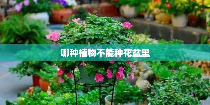 哪种植物不能种花盆里 哪种植物不能种花盆里