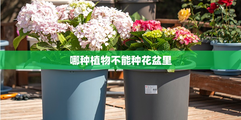 哪种植物不能种花盆里 哪种植物不能种花盆里