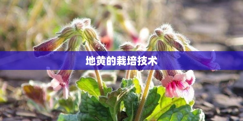 地黄的栽培技术