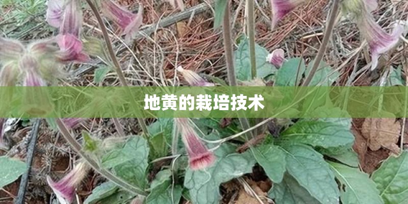 地黄的栽培技术