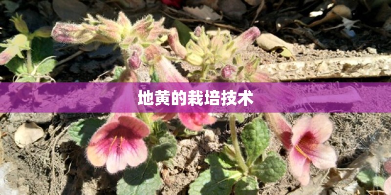 地黄的栽培技术