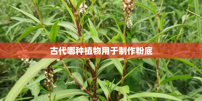 古代哪种植物用于制作粉底