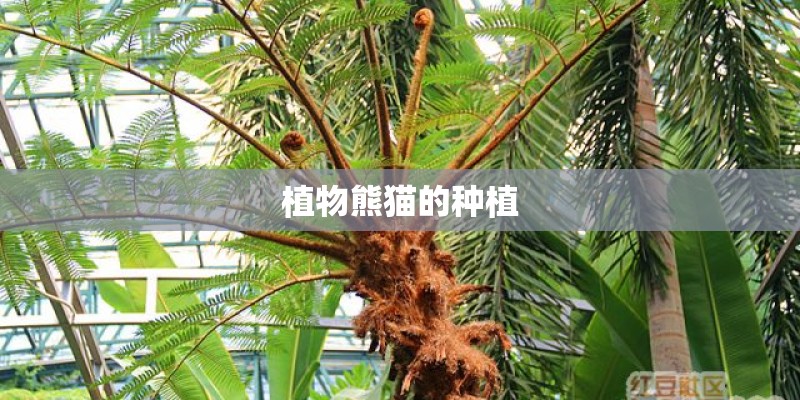 植物熊猫的种植