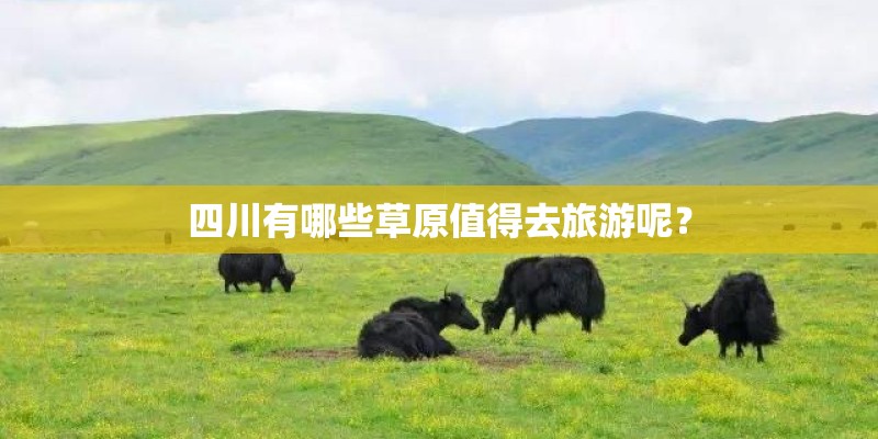 石斛花是怎么栽种在树上的