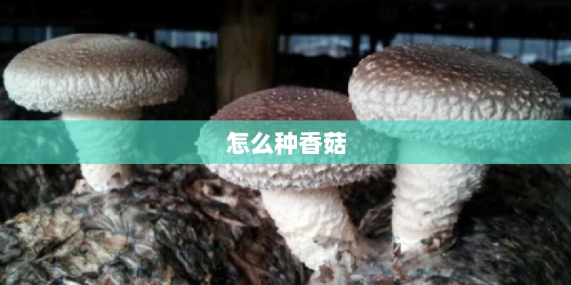 华为鸿蒙最纯正概念股_1