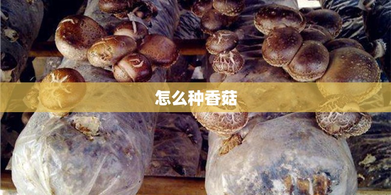 怎么种香菇