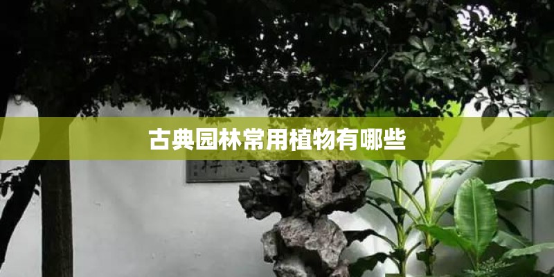 古典园林常用植物有哪些