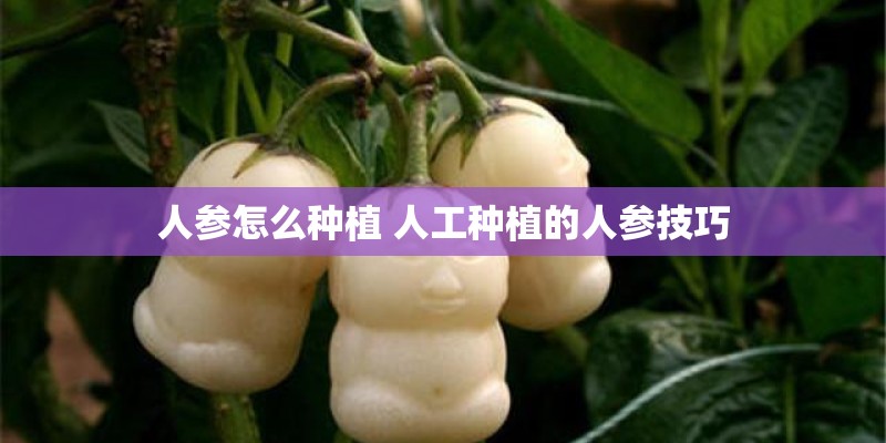 软枣猕猴桃怎么种植