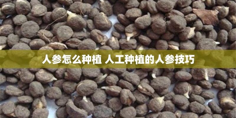 人参怎么种植 人工种植的人参技巧
