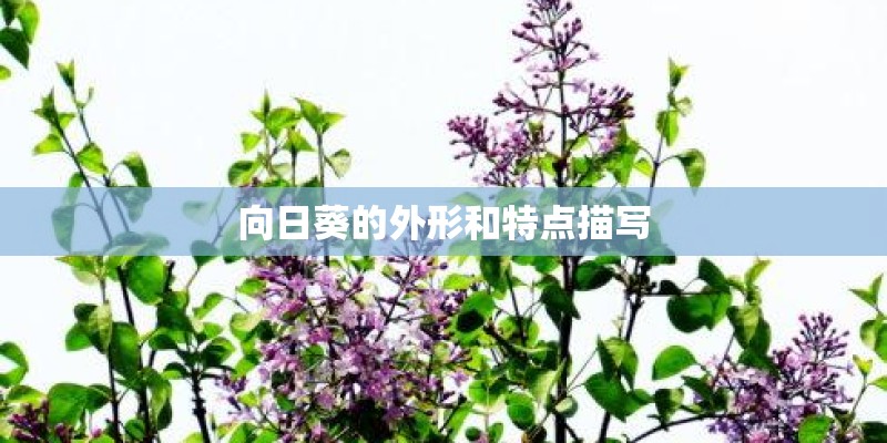 向日葵的外形和特点描写