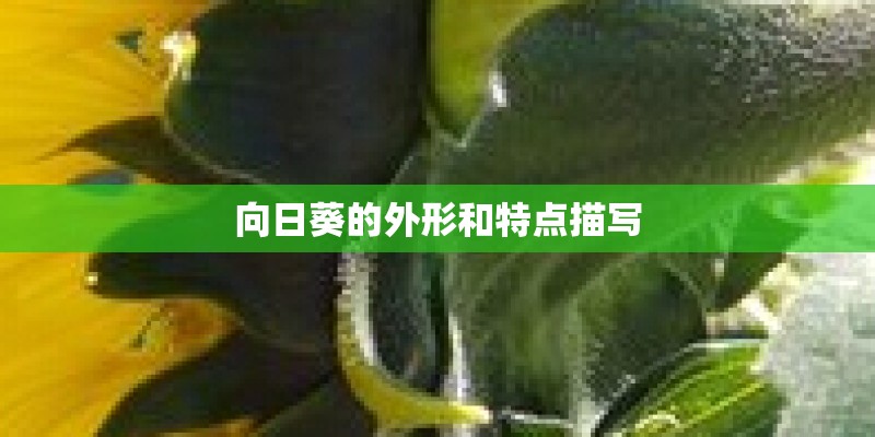 向日葵的外形和特点描写 向日葵的外形和特点描写
