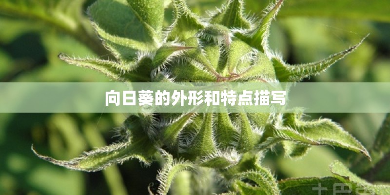向日葵的外形和特点描写 向日葵的外形和特点描写