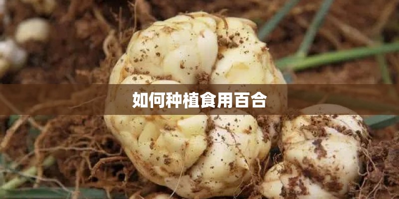 如何种植食用百合 如何种植食用百合