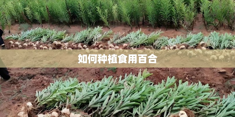 如何种植食用百合 如何种植食用百合