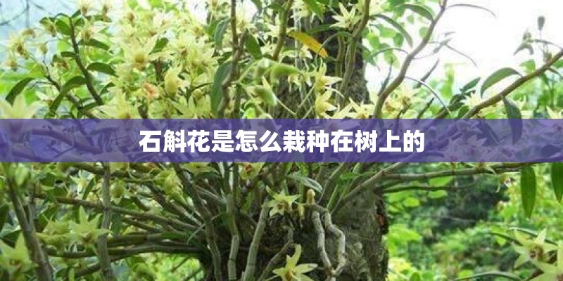 石斛花是怎么栽种在树上的