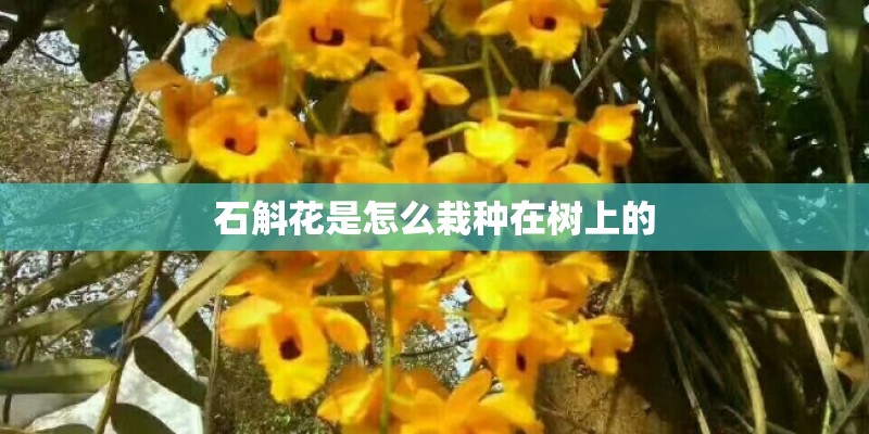 石斛花是怎么栽种在树上的