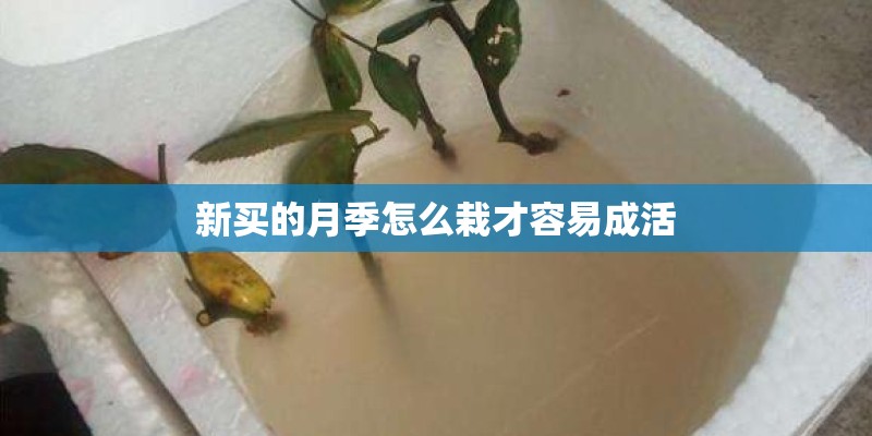 软枣猕猴桃怎么种植
