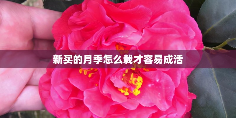 新买的月季怎么栽才容易成活