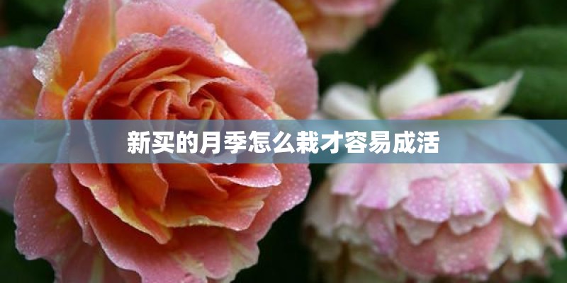 新买的月季怎么栽才容易成活
