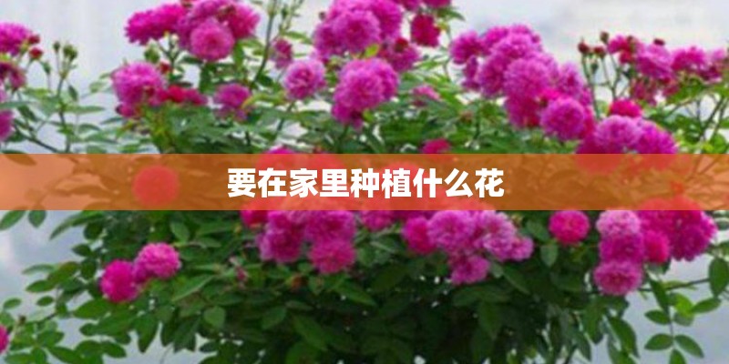 要在家里种植什么花