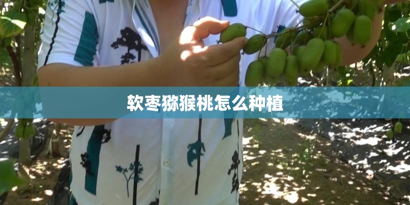 软枣猕猴桃怎么种植