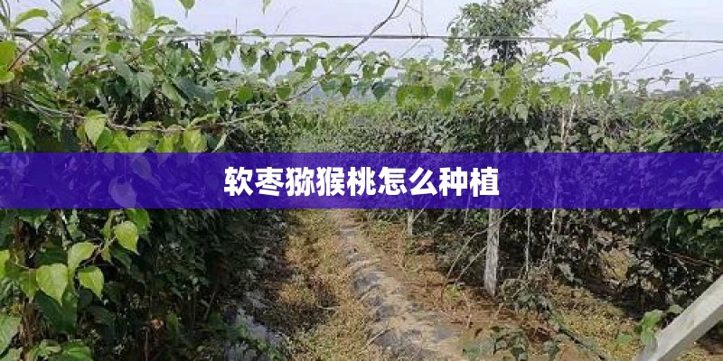 软枣猕猴桃怎么种植