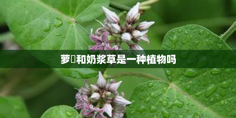 卡罗拉11代半最好看