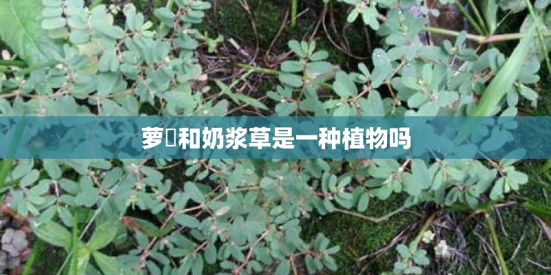萝藦和奶浆草是一种植物吗