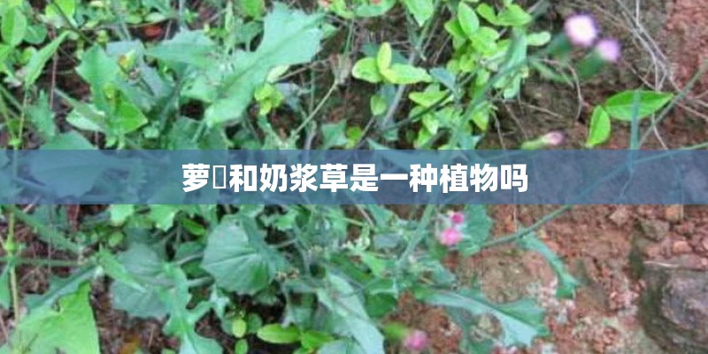 萝藦和奶浆草是一种植物吗