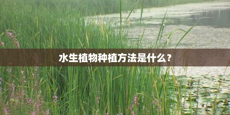 草缸上滤可以种植物吗
