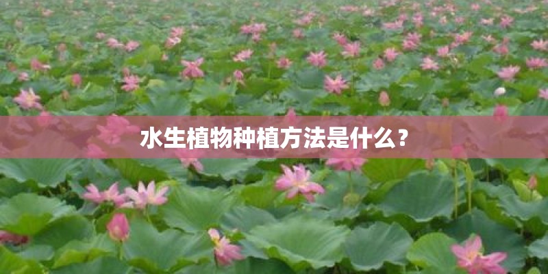 水生植物种植方法是什么？