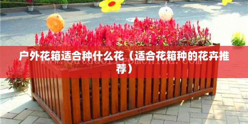 户外花箱适合种什么花（适合花箱种的花卉推荐）