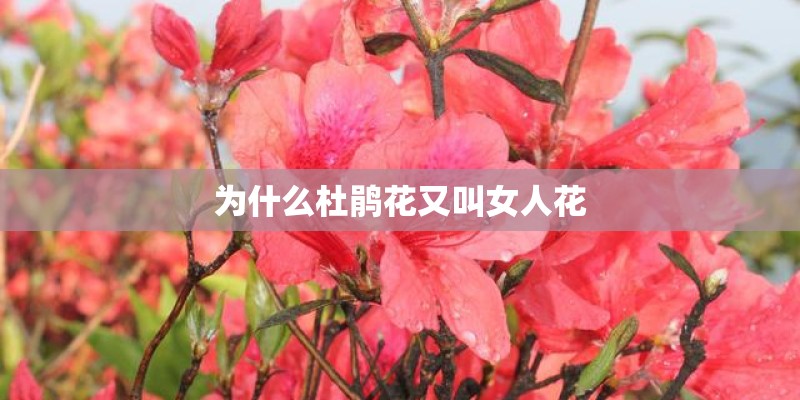 为什么杜鹃花又叫女人花