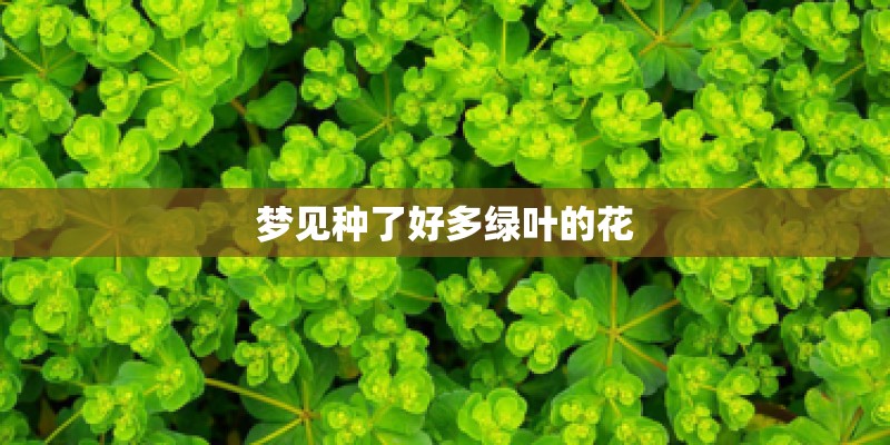 梦见种了好多绿叶的花