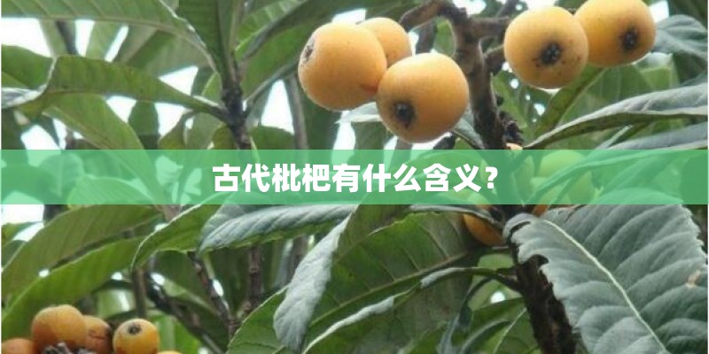 古代枇杷有什么含义？
