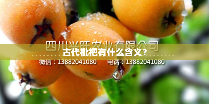 古代枇杷有什么含义？
