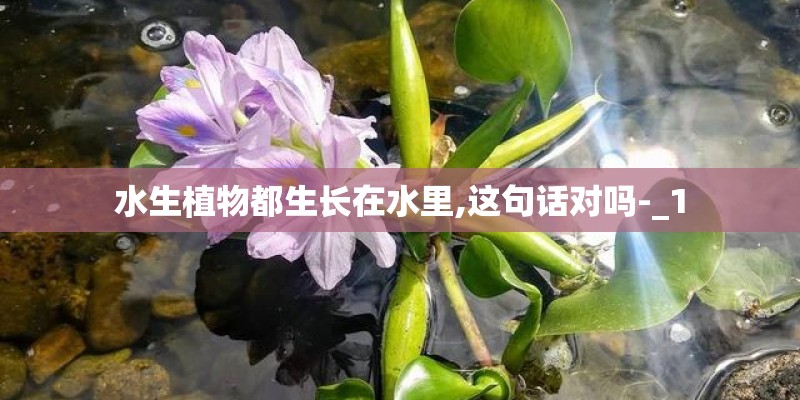 水生植物都生长在水里,这句话对吗-_1