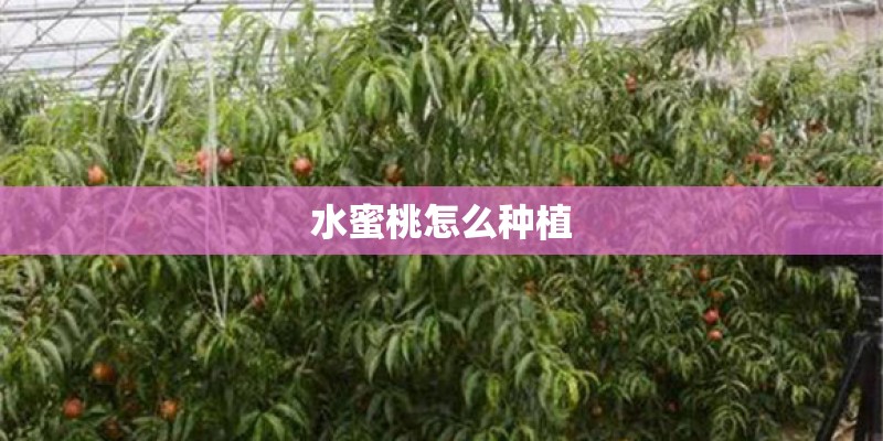 有哪些实用的植物种植器械