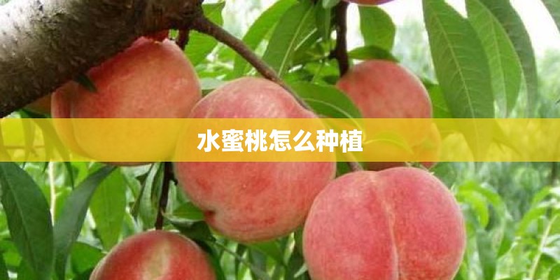 水蜜桃怎么种植