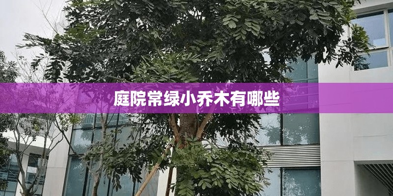 庭院常绿小乔木有哪些