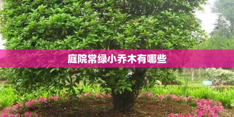 庭院常绿小乔木有哪些