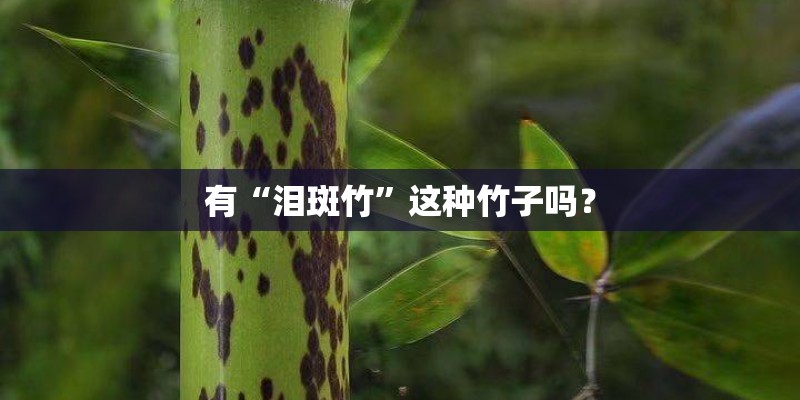 根雕怎么选材