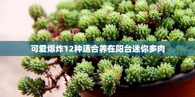 可爱爆炸12种适合养在阳台迷你多肉