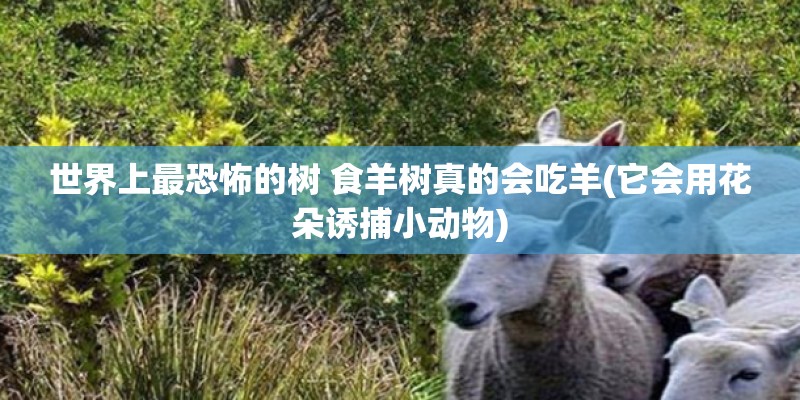 世界上最恐怖的树 食羊树真的会吃羊(它会用花朵诱捕小动物)